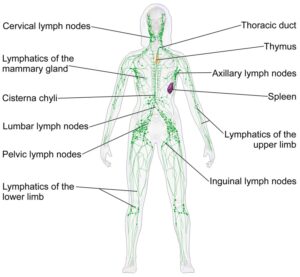 Manual Lymphatic Drainage