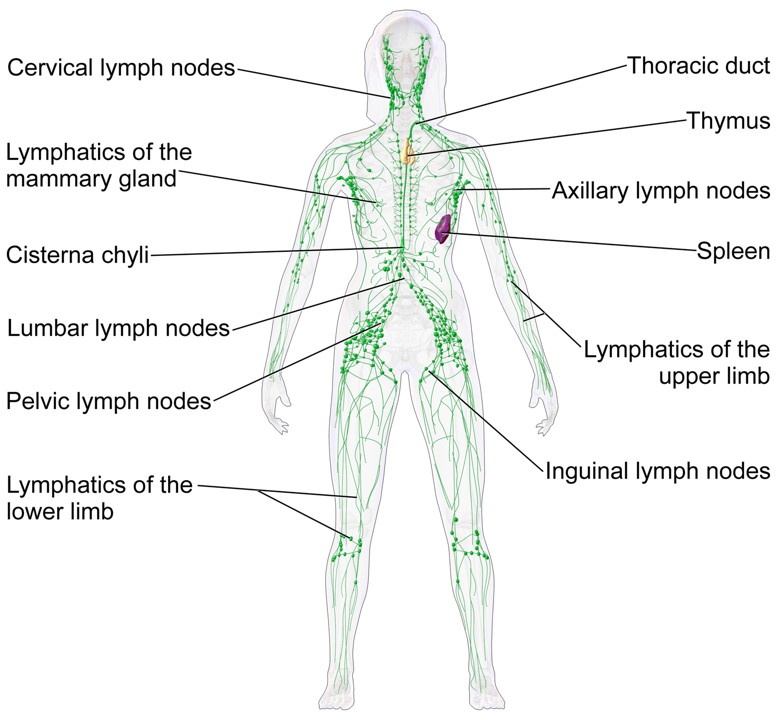 Manual Lymphatic Drainage